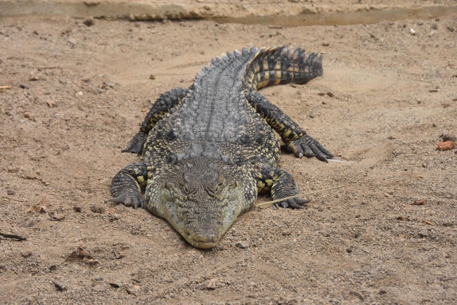 Doğal Yaşam Parkı'ndaki hayvanlara çocukları gibi bakıyorlar